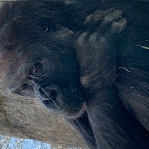 Meet your Posher, Becker